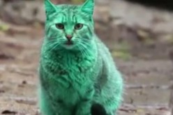 Bulgarie : le mystère du chat vert enfin résolu ?