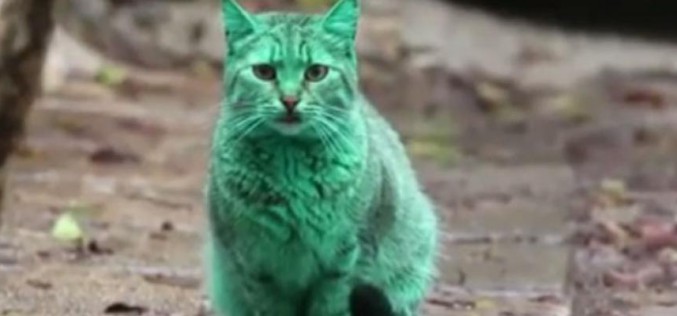 Bulgarie : le mystère du chat vert enfin résolu ?