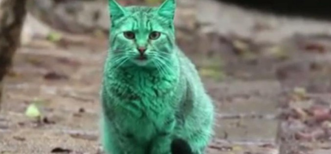 Bulgarie : le mystère du chat vert enfin résolu ?