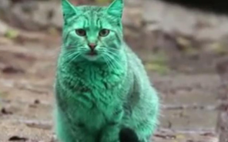 Bulgarie : le mystère du chat vert enfin résolu ?