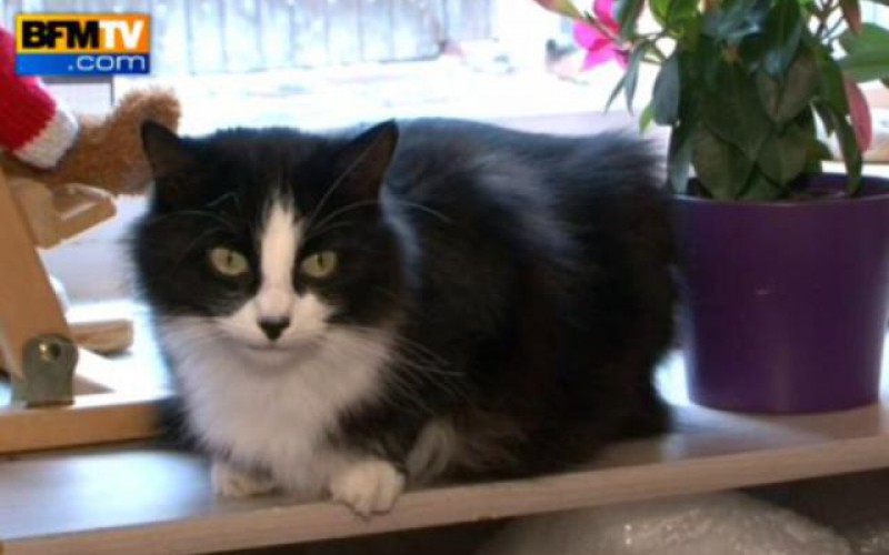 Insolite : Un chat a retrouvé ses maîtres après 1200 km !
