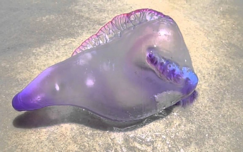 Une mystérieuse créature atterrit sur une plage brésilienne