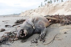 Une étrange créature découverte sur une plage de Santa Barbara