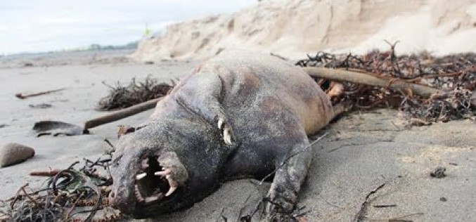 Une étrange créature découverte sur une plage de Santa Barbara