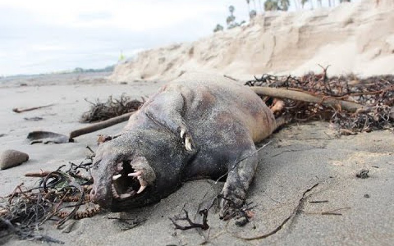 Une étrange créature découverte sur une plage de Santa Barbara