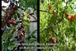 Un arbre greffé capable de produire 40 variétés de fruits différentes