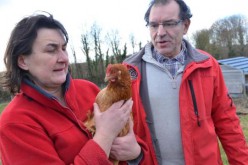 Mystère. Leurs poules ont du réseau mais ne pondent plus !