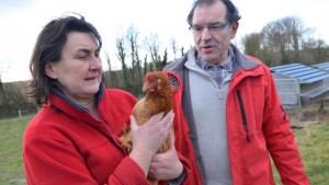 leurs-poules-ont-du-reseau-mais-ne-pondent-plus