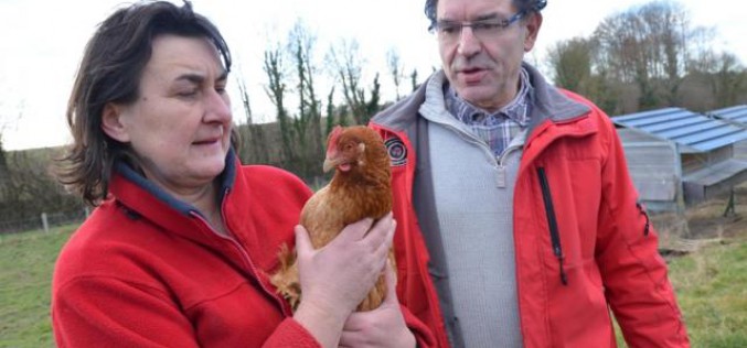 Mystère. Leurs poules ont du réseau mais ne pondent plus !