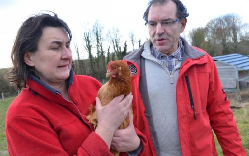 Mystère. Leurs poules ont du réseau mais ne pondent plus !