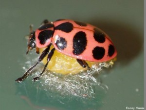 s-COCCINELLE-480x360