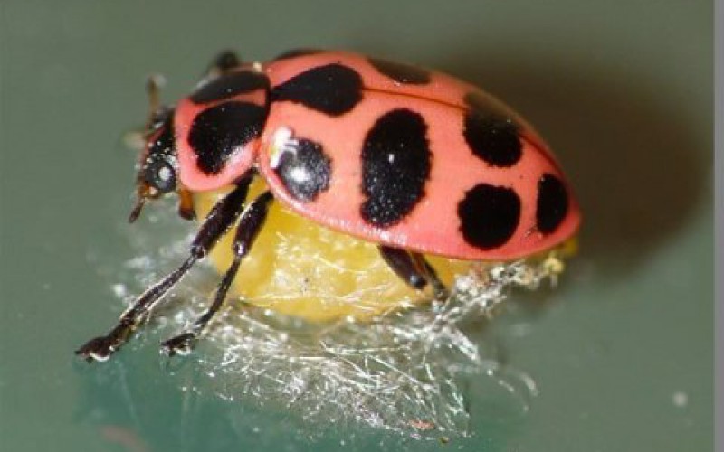 Le virus d’une guêpe transforme en zombie une coccinelle