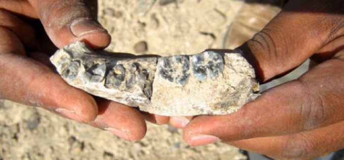 Une mâchoire retrouvée en Ethiopie fait vieillir le genre humain de 400.000 ans