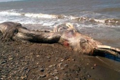 Les restes d’un « monstre marin » retrouvés sur une plage russe