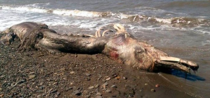 Les restes d’un « monstre marin » retrouvés sur une plage russe