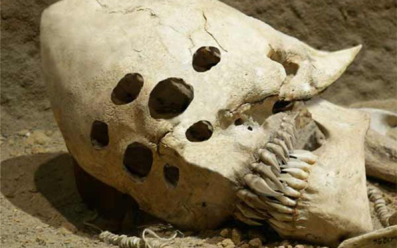Les 5 crânes les plus étranges jamais découverts