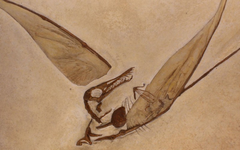 Un nouveau mystère autour d’un vomi de dinosaure ?