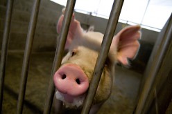 Des scientifiques font des recherches sur des chimères cochon-humain