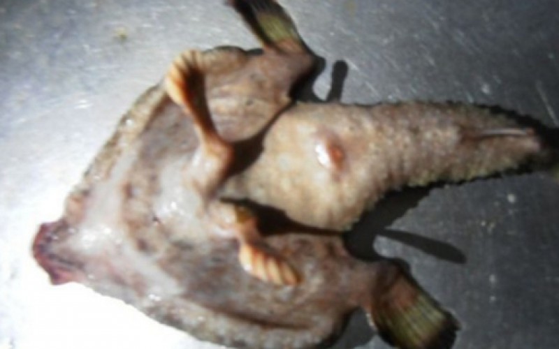 Un poisson avec des pieds et un nez humain trouvé en mer des Caraïbes