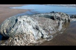 Une immense bête inconnue échouée sur une plage touristique