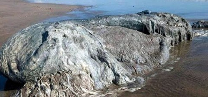 Une immense bête inconnue échouée sur une plage touristique