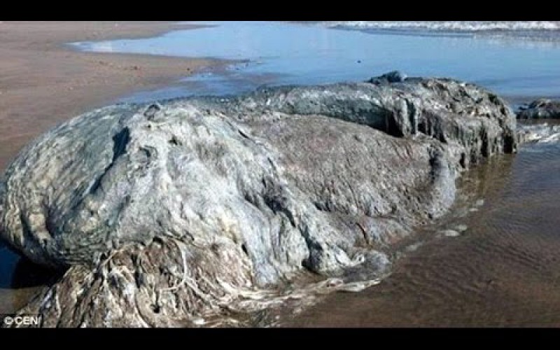 Une immense bête inconnue échouée sur une plage touristique