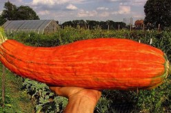 Une jarre de 800 ans ressuscite un légume disparu