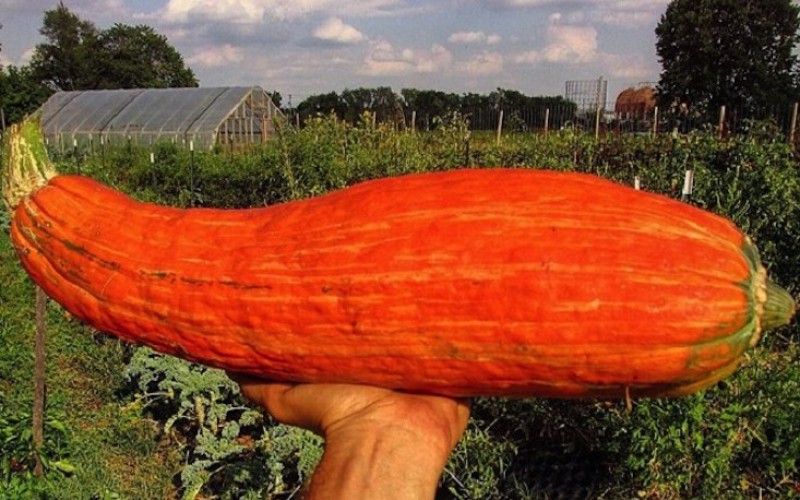 Une jarre de 800 ans ressuscite un légume disparu