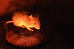 Incroyable, mais vrai: des biologistes rendent transparente une souris