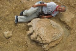 Une empreinte géante de dinosaure découverte en Mongolie