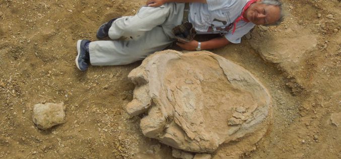 Une empreinte géante de dinosaure découverte en Mongolie