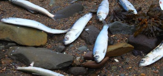 Un mystère entoure la mort de milliers de harengs