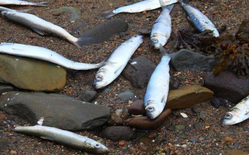 Un mystère entoure la mort de milliers de harengs