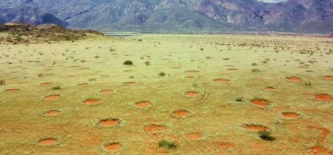 Le mystère des « cercles de fées » résolu, affirment des chercheurs