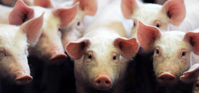 Des porcs génétiquement modifiés pour donner leurs organes aux hommes