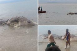 Une créature marine géante échoue sur une plage des Philippines