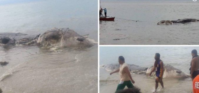 Une créature marine géante échoue sur une plage des Philippines