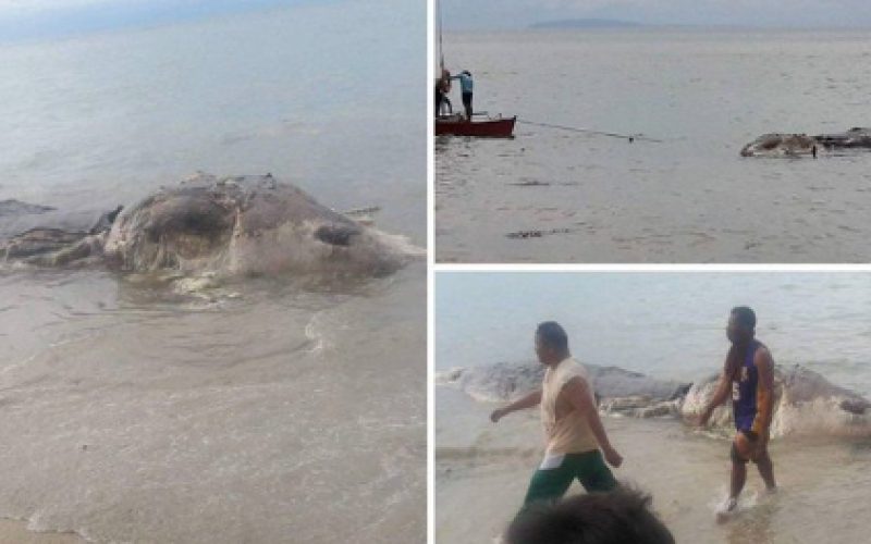 Une créature marine géante échoue sur une plage des Philippines