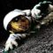 L’homme ne peut plus retourner sur la Lune ?